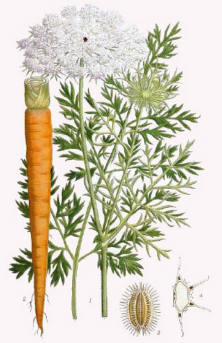 морковь лекарственные травы
